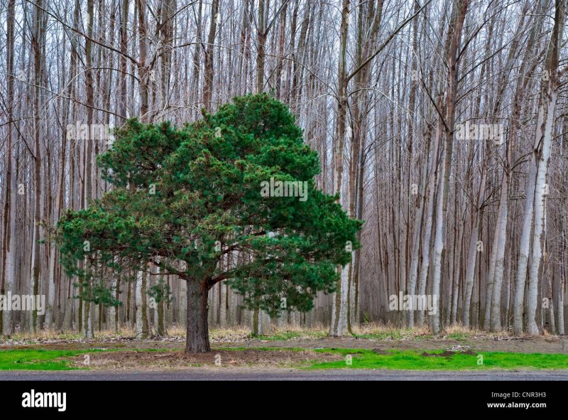 Сосна черная Нигра (Pinus nigra nigra)