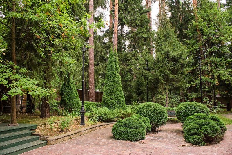 Хвойники в Лесном ландшафте