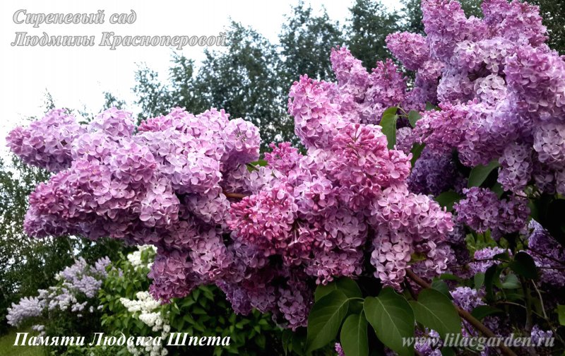 Сирень Знамя Ленина