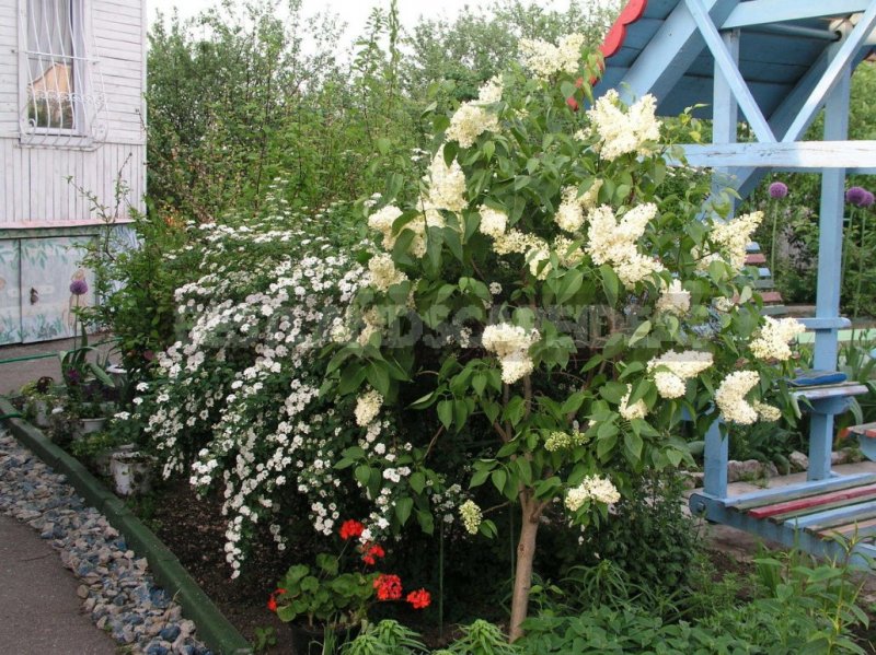 Сирень дерен чубушник