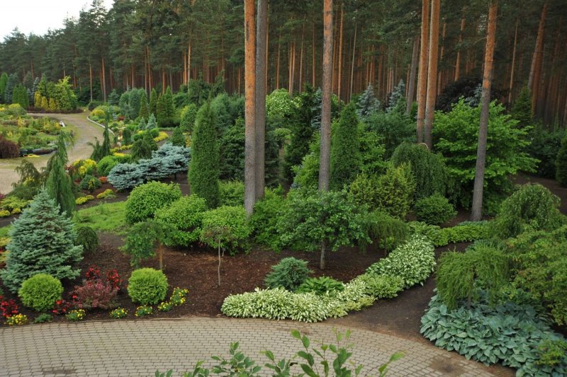 Хвойники в Лесном ландшафте