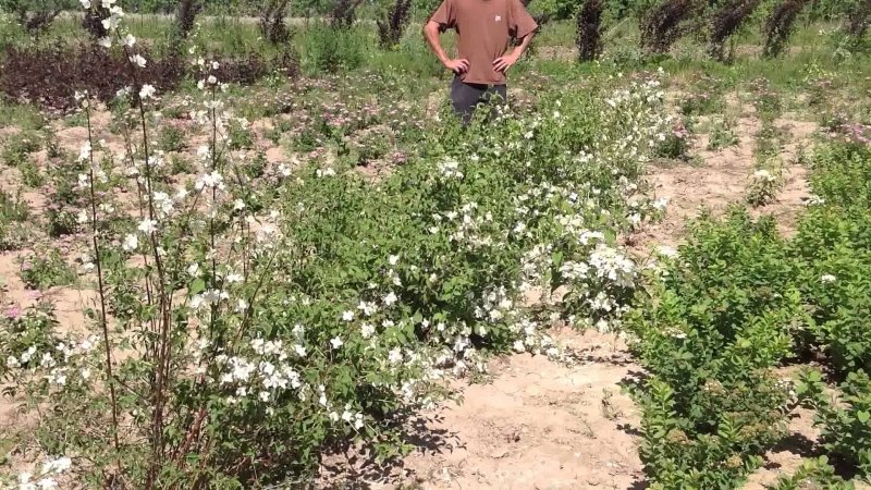 Жасмин кустарник посадка весной