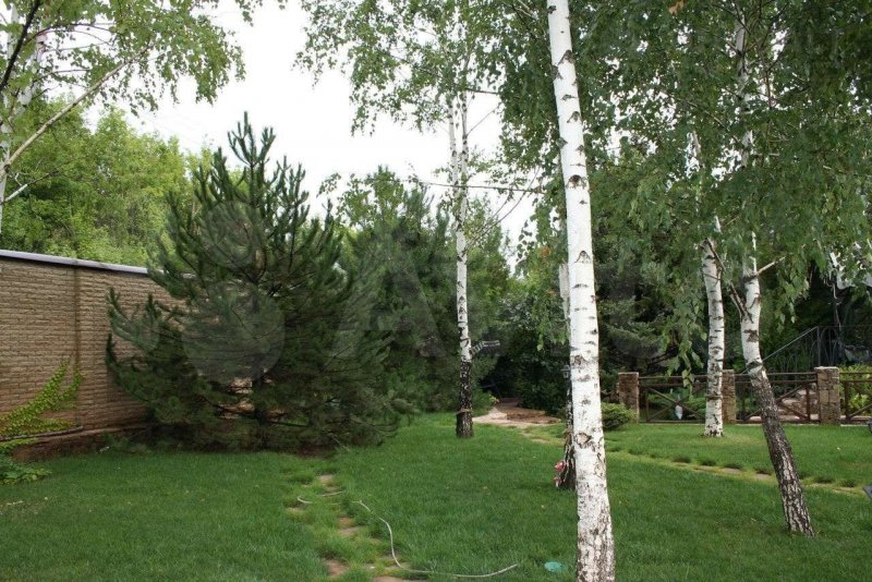 Сосны и березы на участке