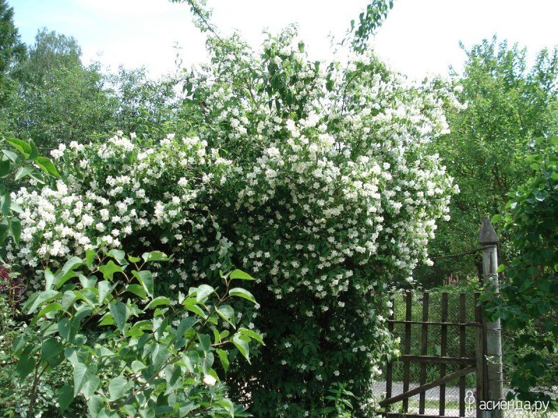 Сирень дерен чубушник