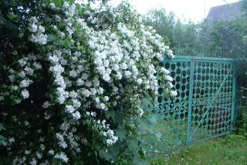 Жасмин кустарник