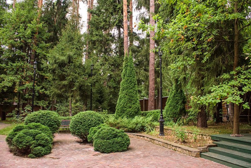 Хвойники в Лесном ландшафте