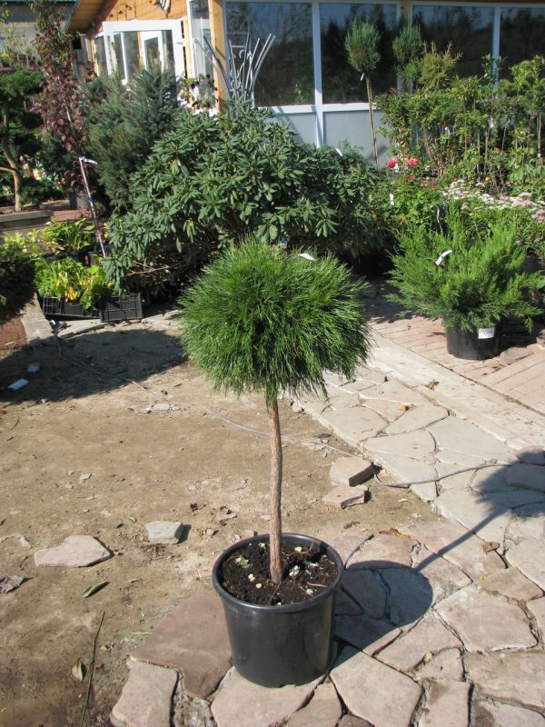 Сосна Pinus strobus Greg на штамбе