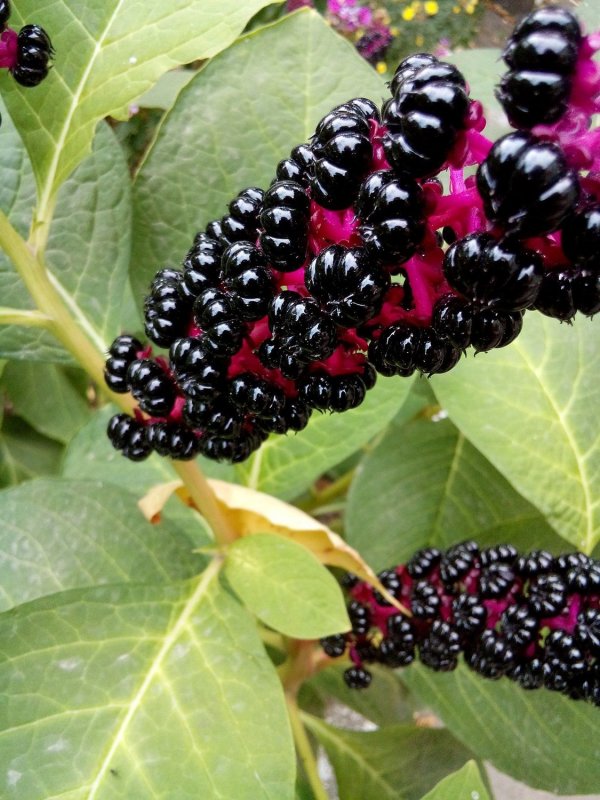 Phytolacca (лаконос американский)