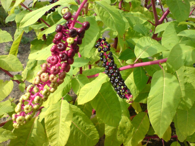 Phytolacca (лаконос американский)
