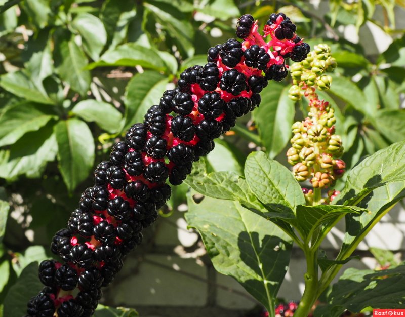 Фитолакка (Phytolacca Americana)