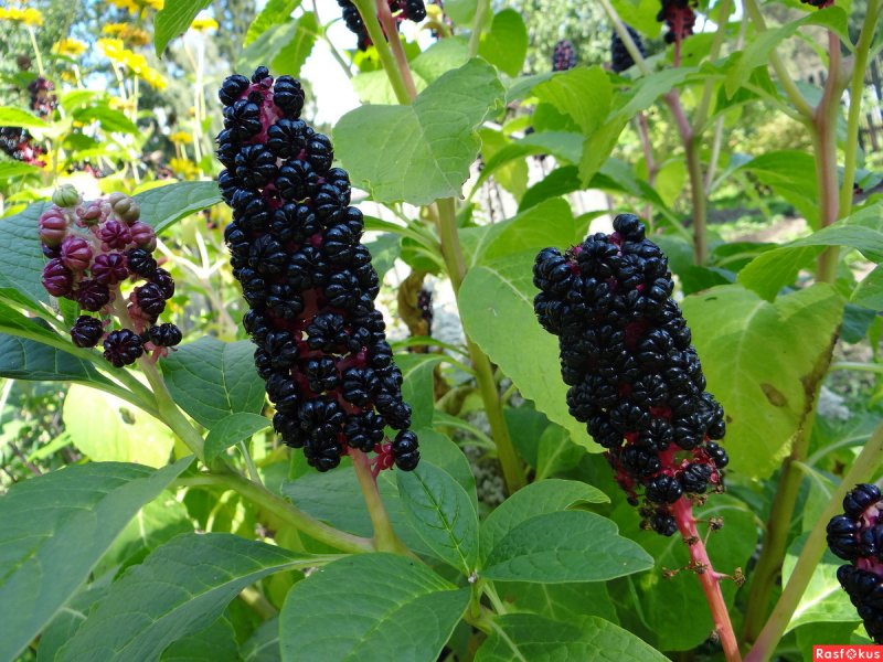 Фитолакка (Phytolacca Americana)