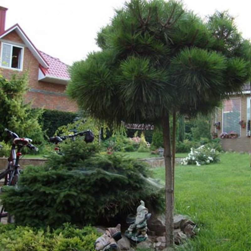 Сосна черная Глобоза (штамб)