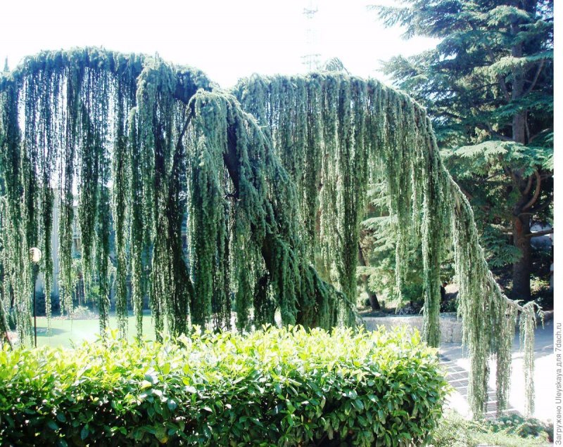 Кедр атласский Плакучий