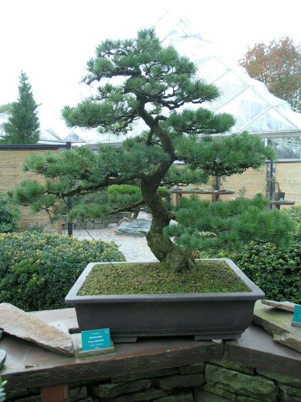 Pinus parviflora 'Bonsai'
