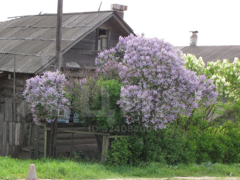 Сирень у дома