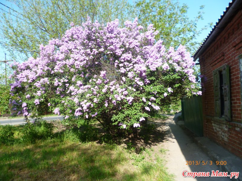 Сирень Живая изгородь