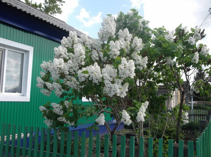 Сирень у дома