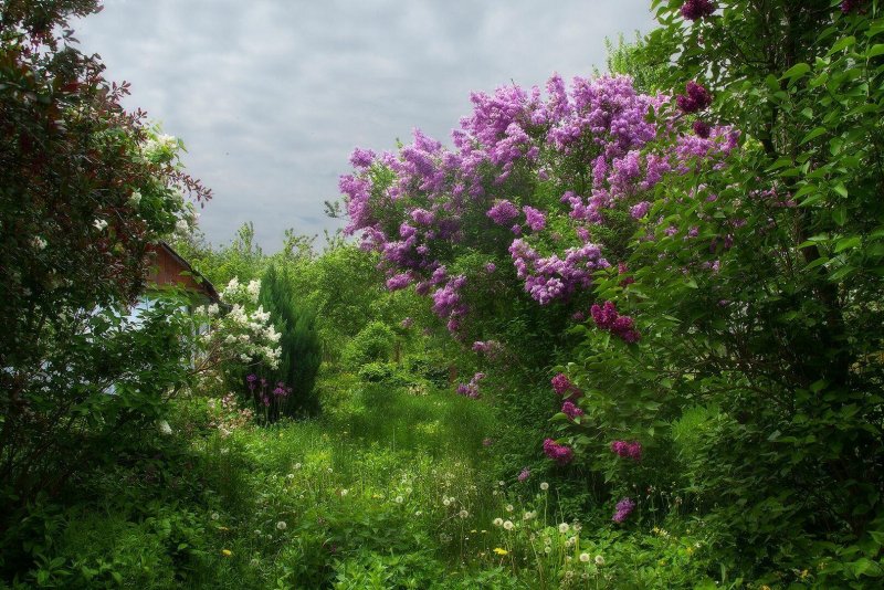 Сирень в саду
