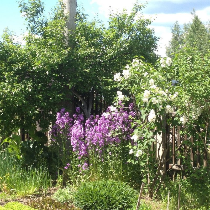 Сирень на даче