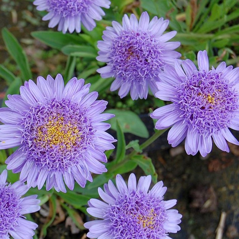 Астра Альпийская (Aster Alpinus)