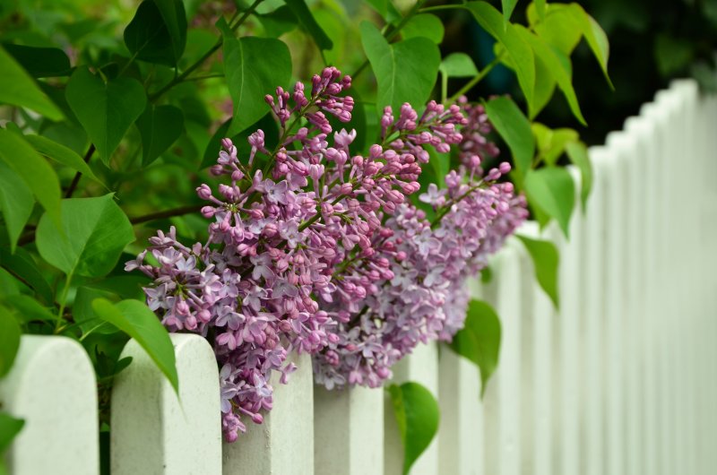 Сирень Royal Purple