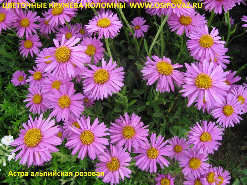 Астра Aster Alpinus Happy end