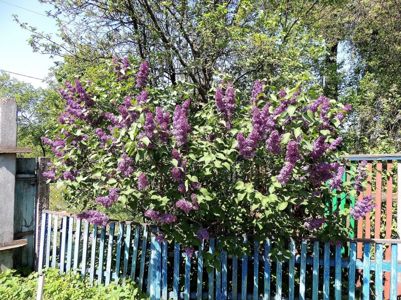 Палисадник с сиренью