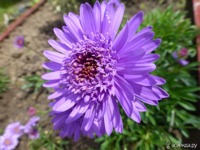 Астра Альпийская (Aster Alpinus)