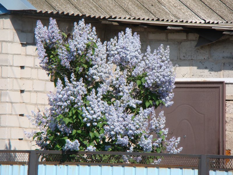 Палисадник с сиренью