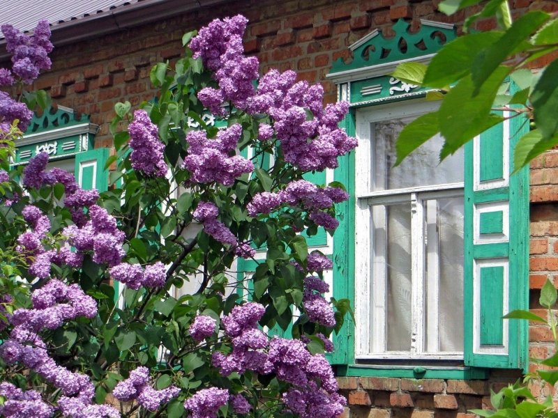 Сирень под окном