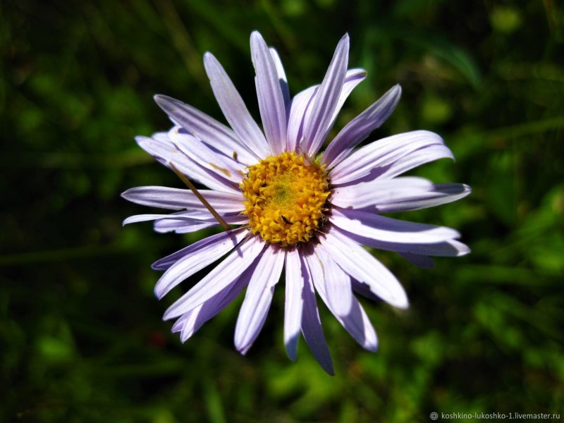 Aster amellus 'Mira'