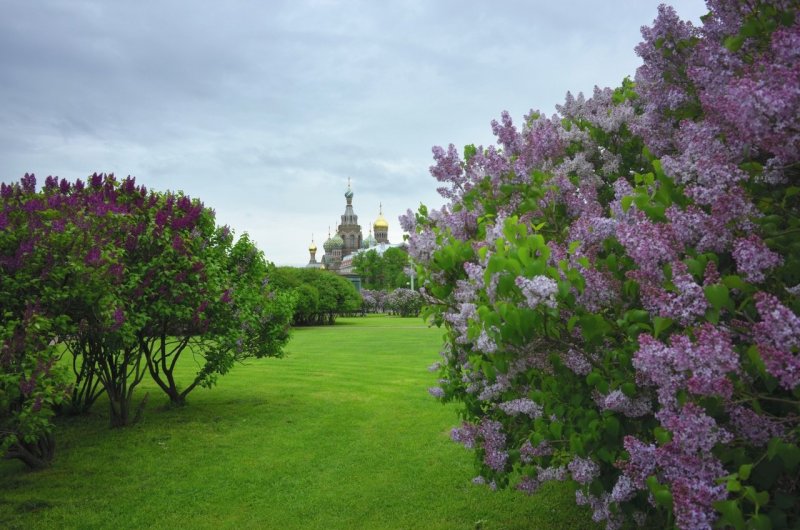 Майская сирень куст