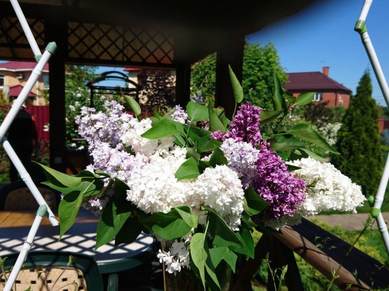 Сирень белая на даче
