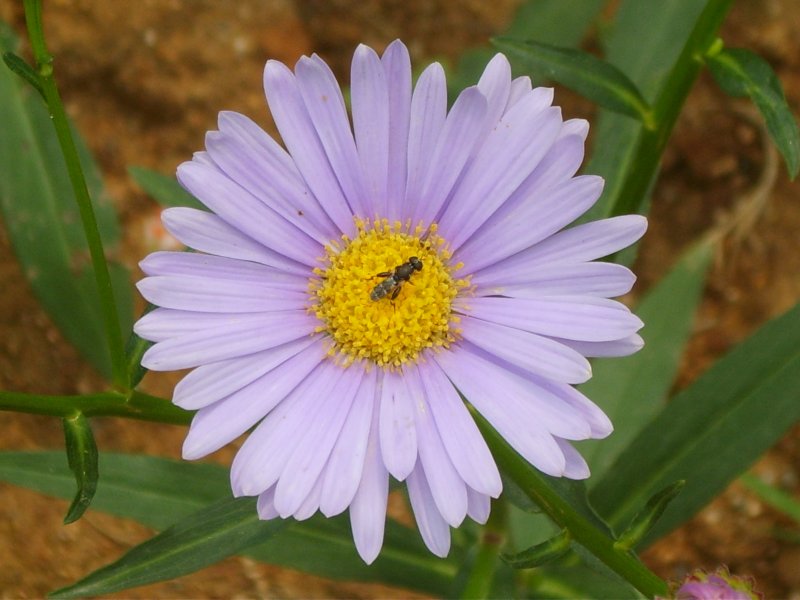 Астра Альпийская (Aster Alpinus)