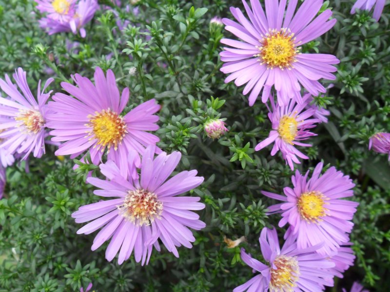 Астра Альпийская Sabine(Aster Alpinus Sabine)