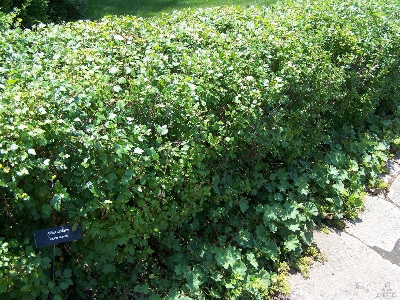 Смородина Альпийская ribes alpinum