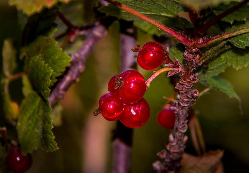Смородина таранушка (ribes diacanthum)