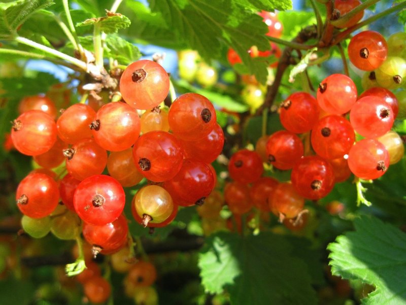Смородина Альпийская ribes alpinum