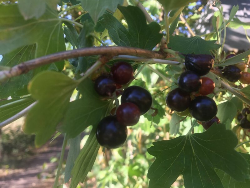 Смородина таранушка (ribes diacanthum)