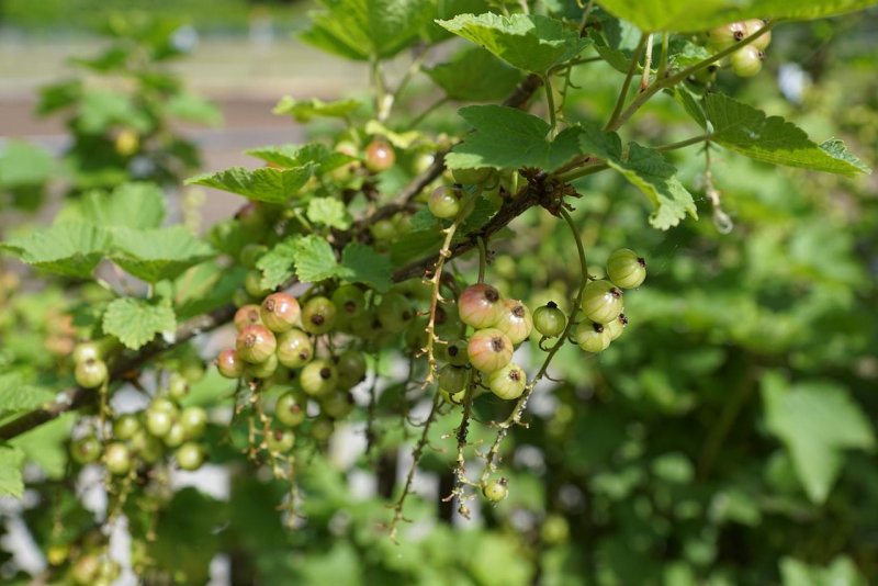 Ribes rubrum смородина красная куст
