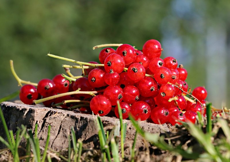 Смородина Альпийская ribes alpinum