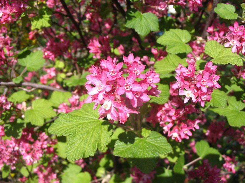 Смородина Pulborough Scarlet