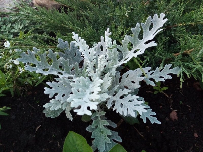 Цинерария (cineraria Senecio)