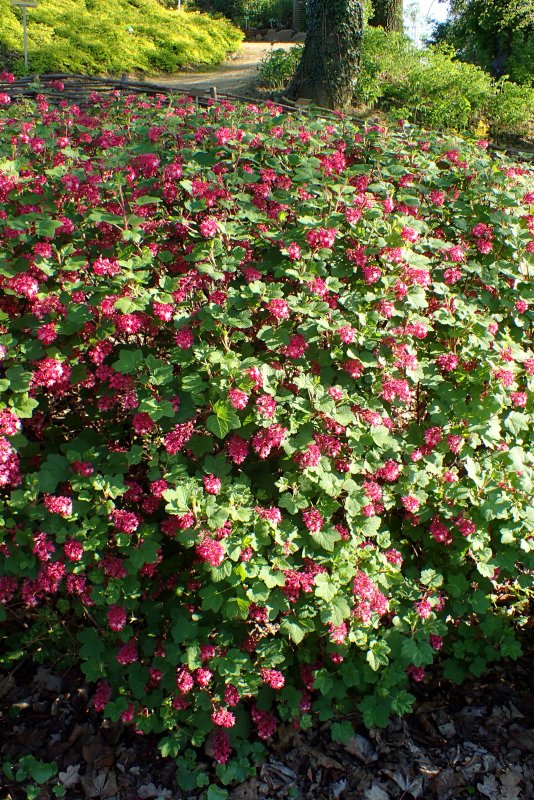 Ribes sanguineum Pulborough Scarlet