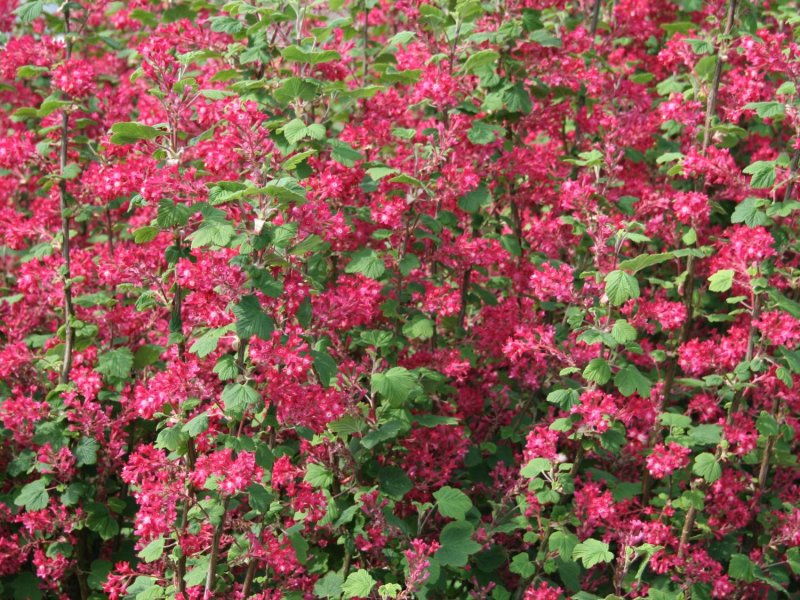 Ribes sanguineum изгородь