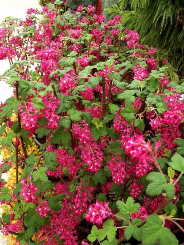 Ribes sanguineum King Edward VII