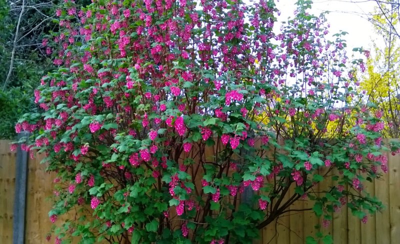 Смородина кроваво-красная (ribes sanguineum)