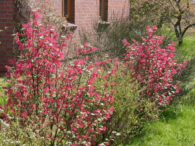 Ribes sanguineum изгородь
