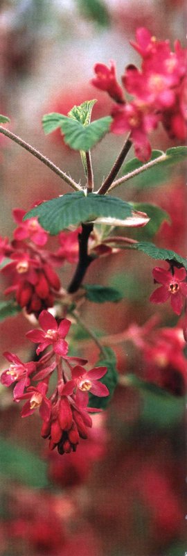 Смородина кроваво-красная Pulborough Scarlet