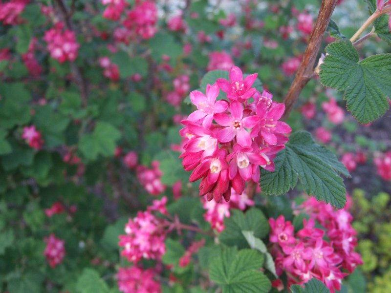 Смородина Pulborough Scarlet
